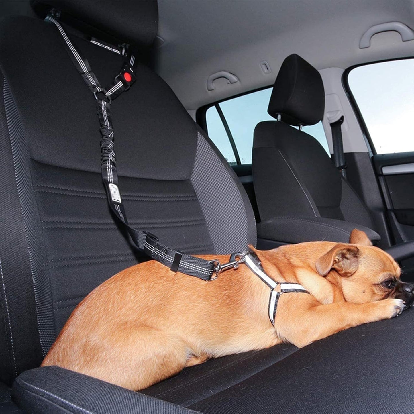 Ceinture de sécurité pour voiture pour chien